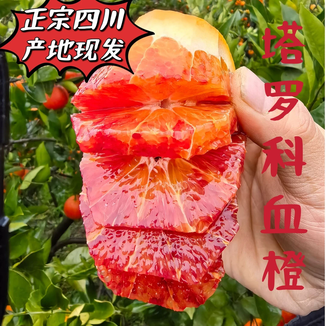 【村书水果】四川正宗塔罗科血橙新鲜水果自然成熟皮薄多汁产地现发