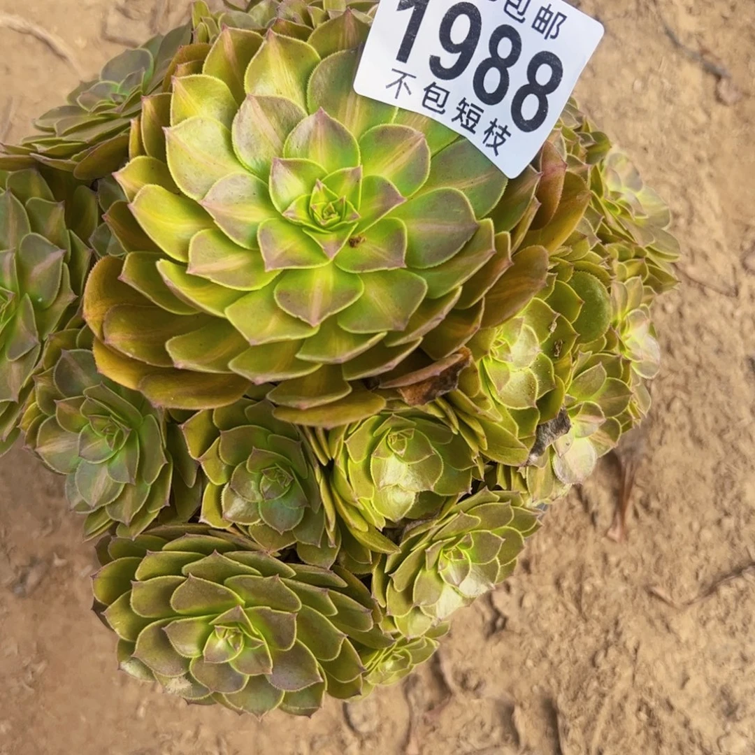 抹茶多肉植物1988