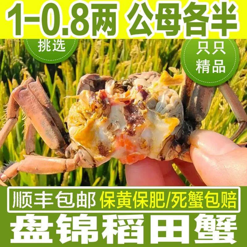 [公母混活蟹]1.0-0.8两12只 母蟹赠 12 只公蟹盘锦稻田蟹顺丰包邮