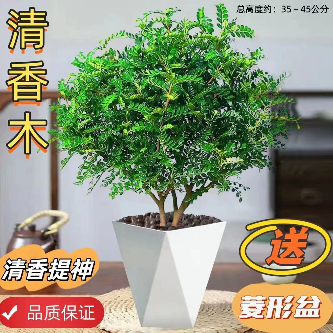 【驱蚊清香木】室内绿植好养植物绿植室内驱蚊盆栽花卉园艺