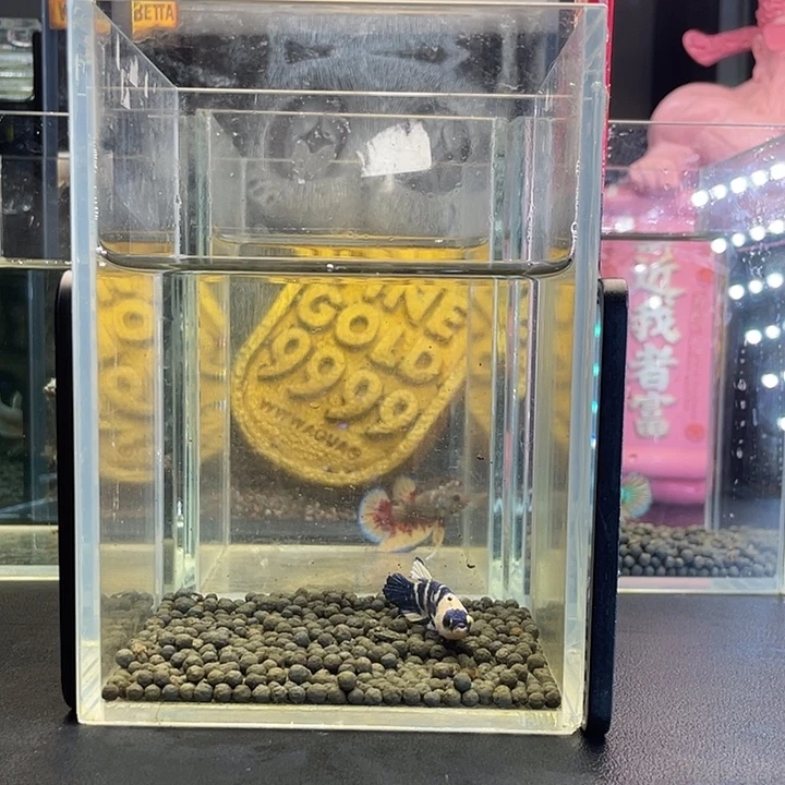 斗鱼60号923早青花
