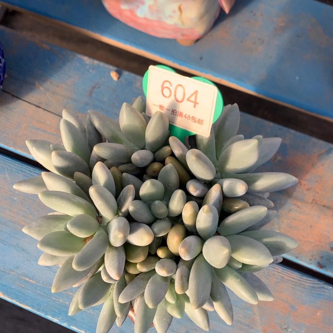 白兰地无砍平头捧花604