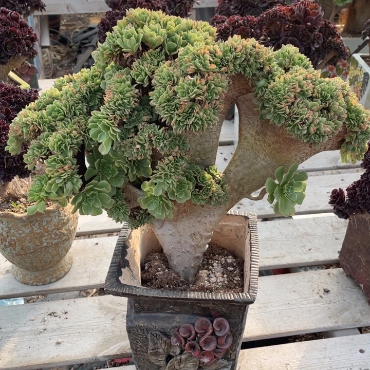 多肉的鱼是不长记性还是咋啦的