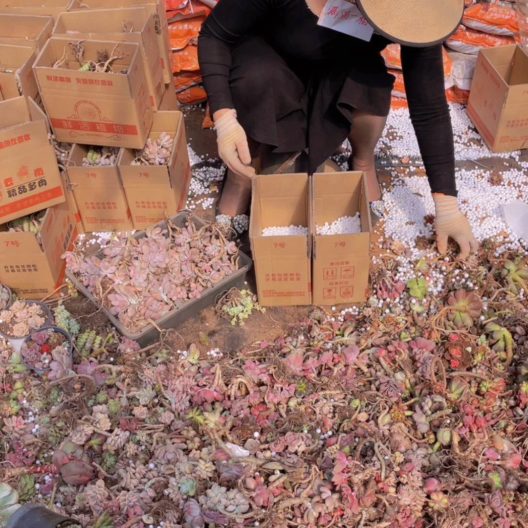 满满一箱 断枝断枝 不售后