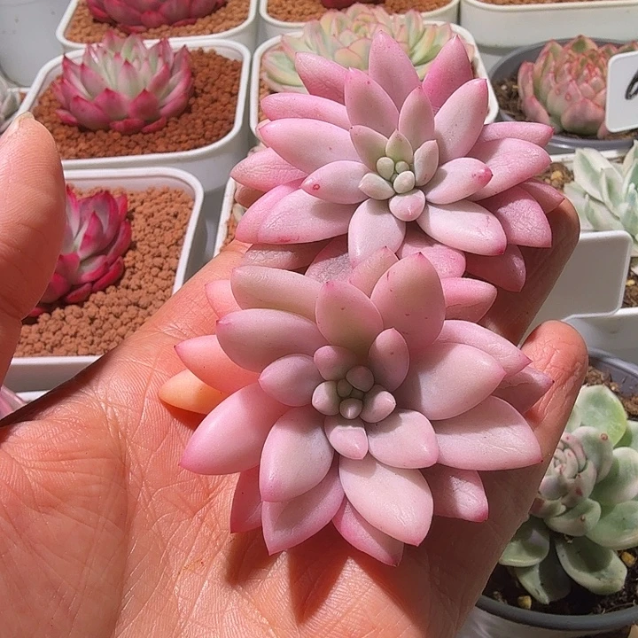 红蜻蜓锦多肉植物