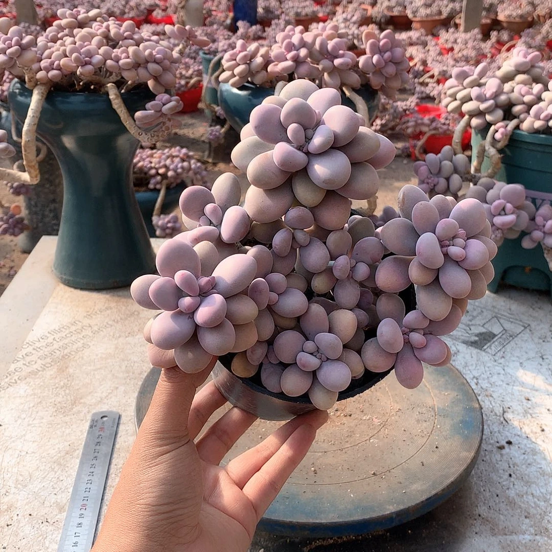 18一物一拍桃蛋老桩