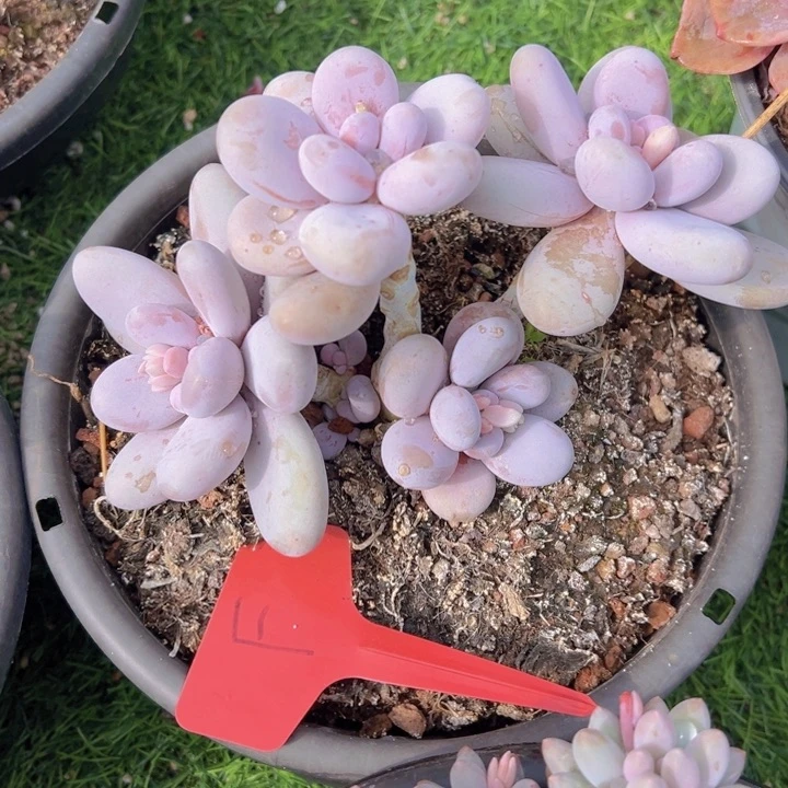 健健康康平平安安