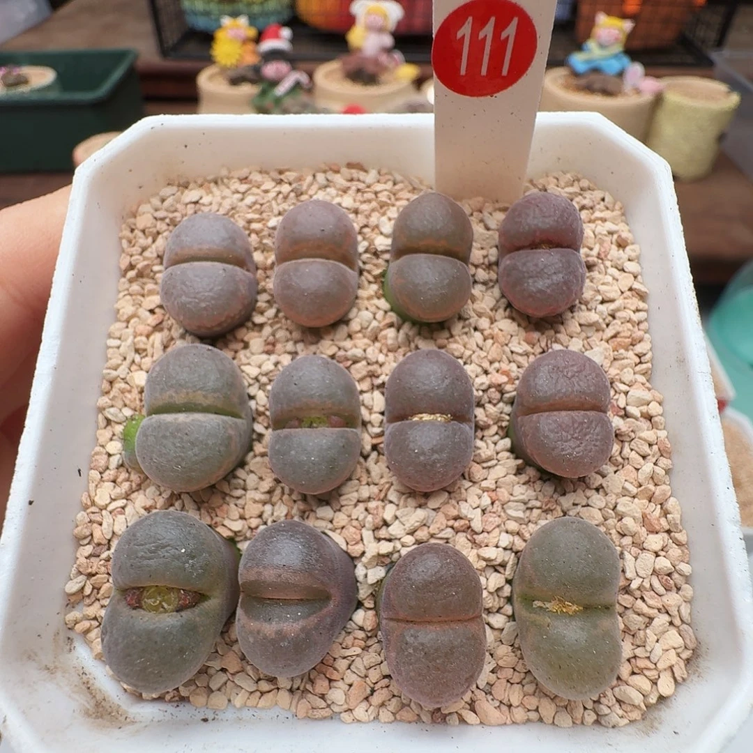 多肉植物福利风铃含盆价格50三颗联系主播挑选