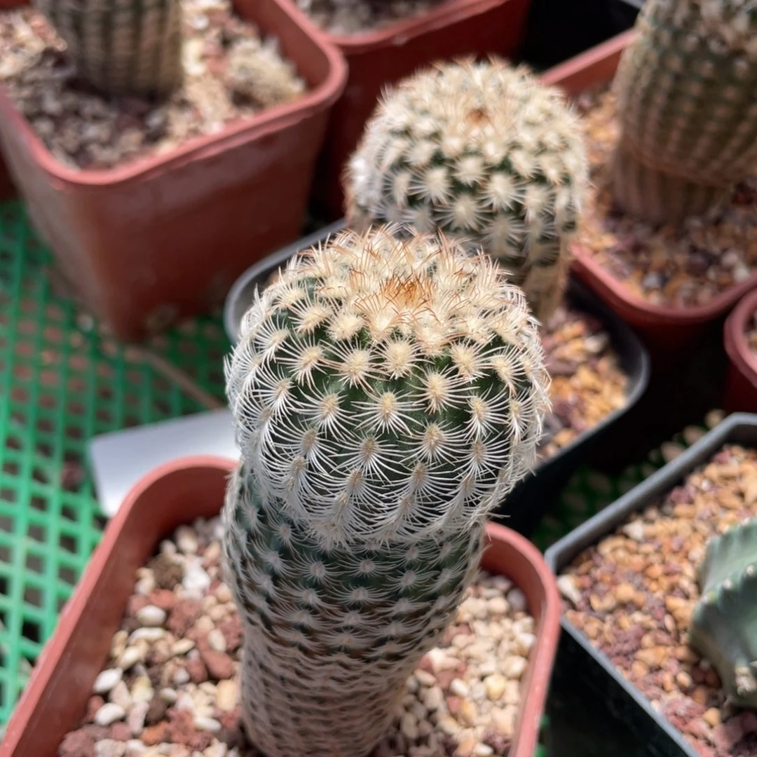 鹿角柱实生仙人球迷你丽光