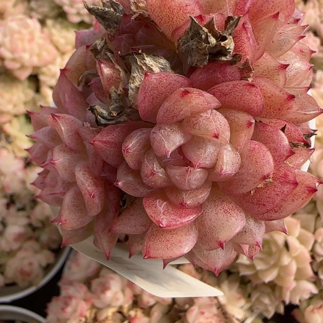 花语逸境0212-447散