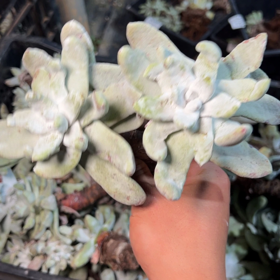 3135拇指双头哈哈哈哈哈