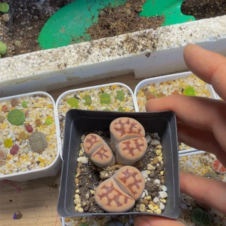 秋**秋多肉植物的生长发育70