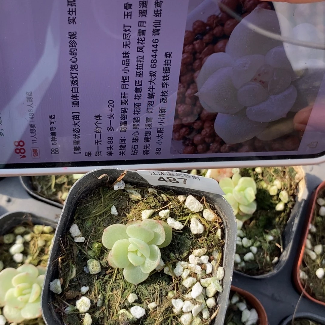 标487素雪一个多肉