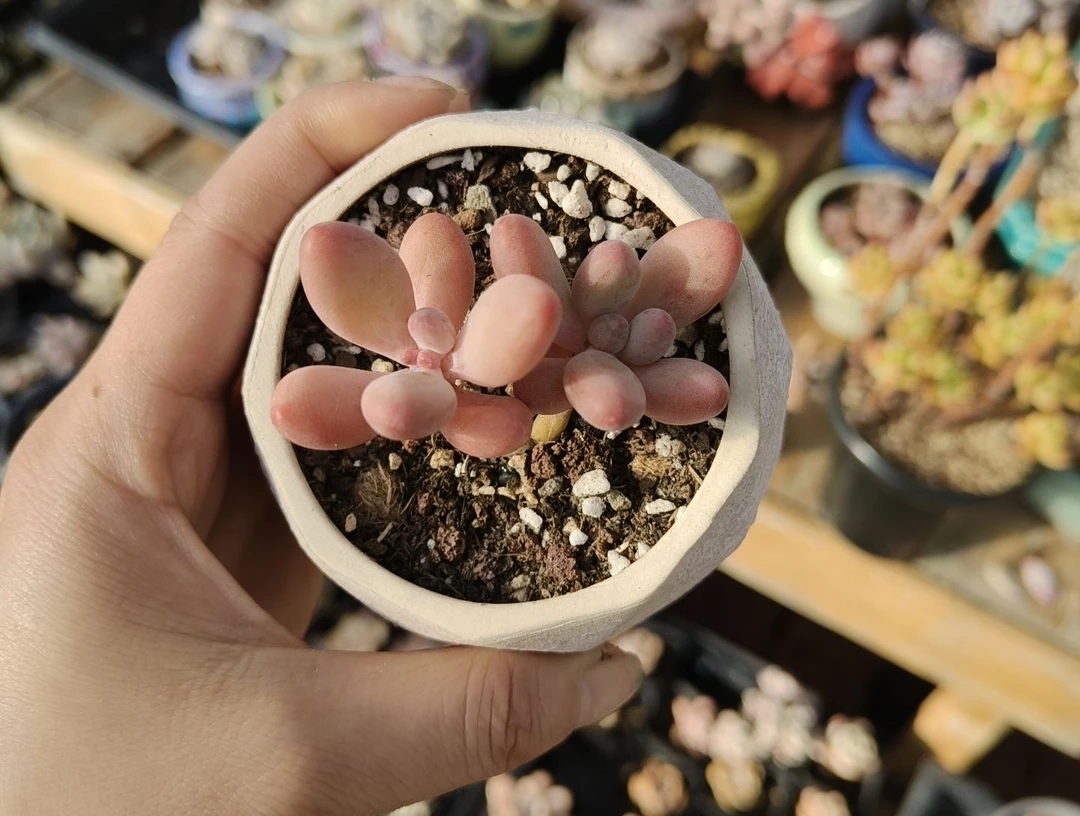 苹果奶哈哈多肉植物