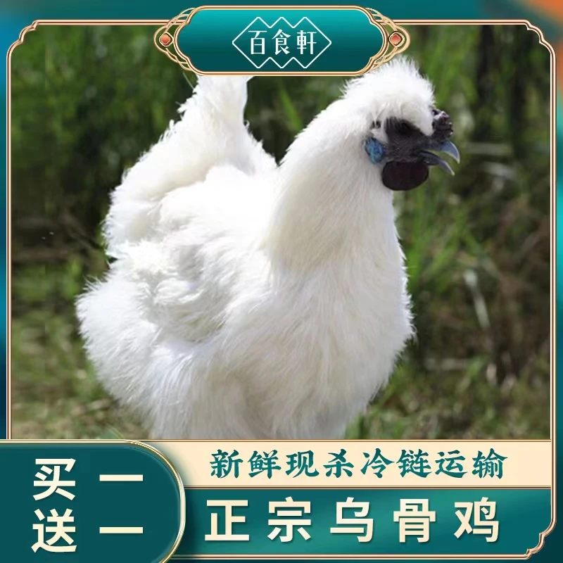 买一送一  百食轩 正宗新鲜乌骨鸡煲汤滋补乌鸡炖汤菌菇包 冷链
