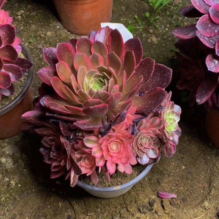 黑魔锦多肉断头不包1334