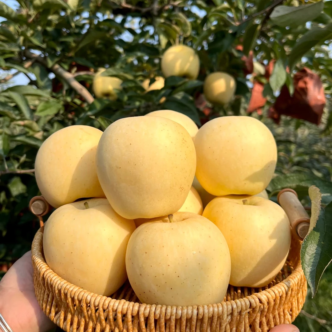 【京东/顺丰】S正宗烟台黄金维纳斯苹果纯甜脆甜现摘现发