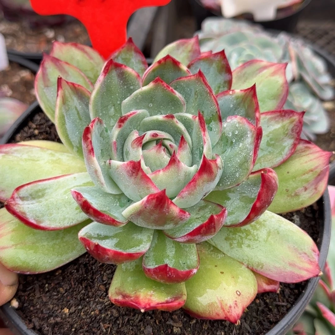 惊鸿一物一拍包装收缩花旱238