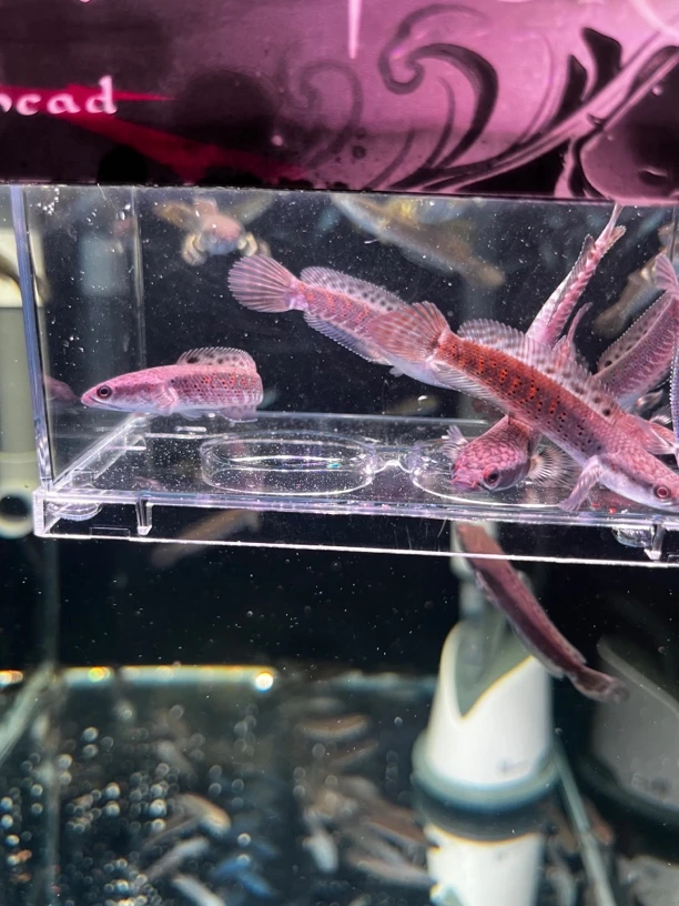 中型猛鱼精品印尼幻彩红宝石雷龙鱼