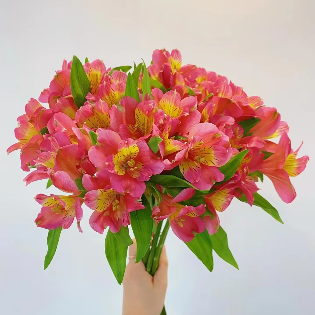 10枝粉色水仙百合六出花【两单顺丰冷链或京东空运】云南鲜花