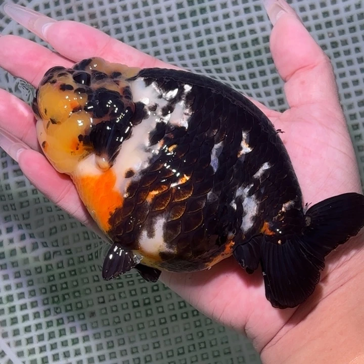 海水鱼金鱼兰寿活体淡水观赏鱼