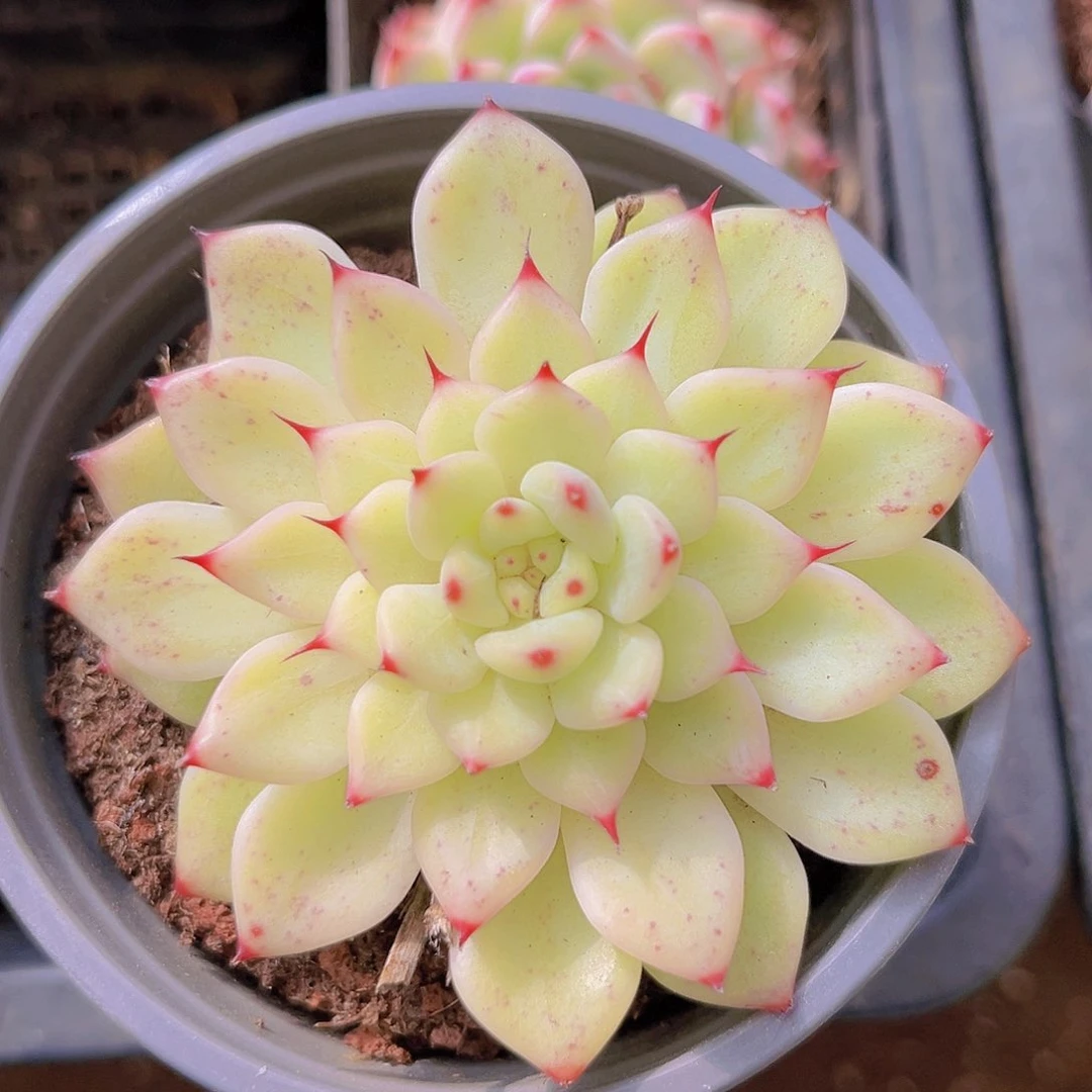 花仙子99888888899888