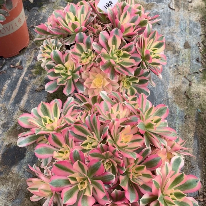 法师植物粉女巫1030