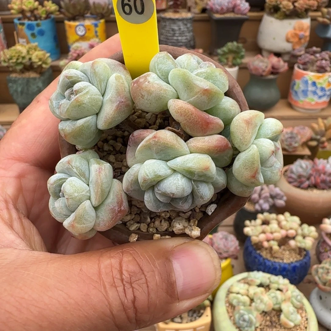 60号冰玉5头老桩0000