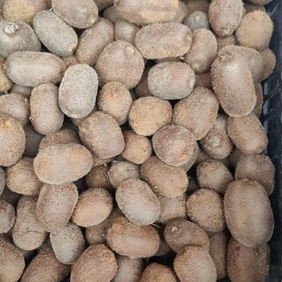 中国大陆麻嘎野生猕猴桃10斤