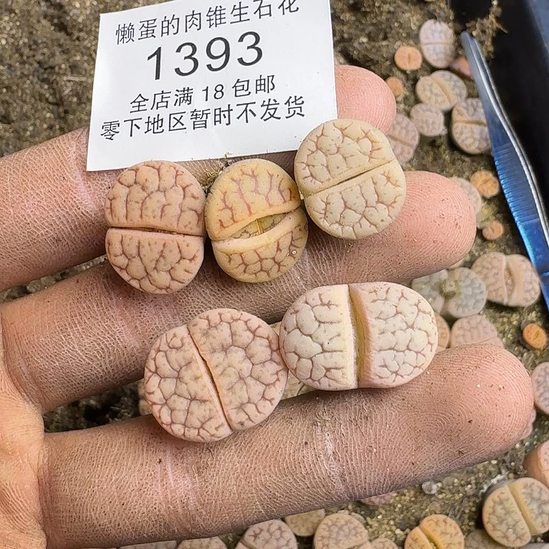 1393 哈哈哈哈哈哈哈哈哈哈