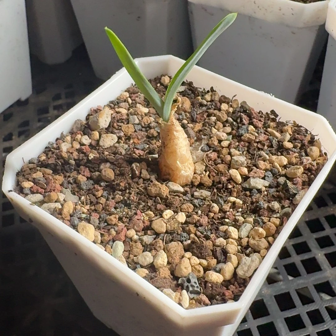 3.0096b dipcadi sp一份带盆