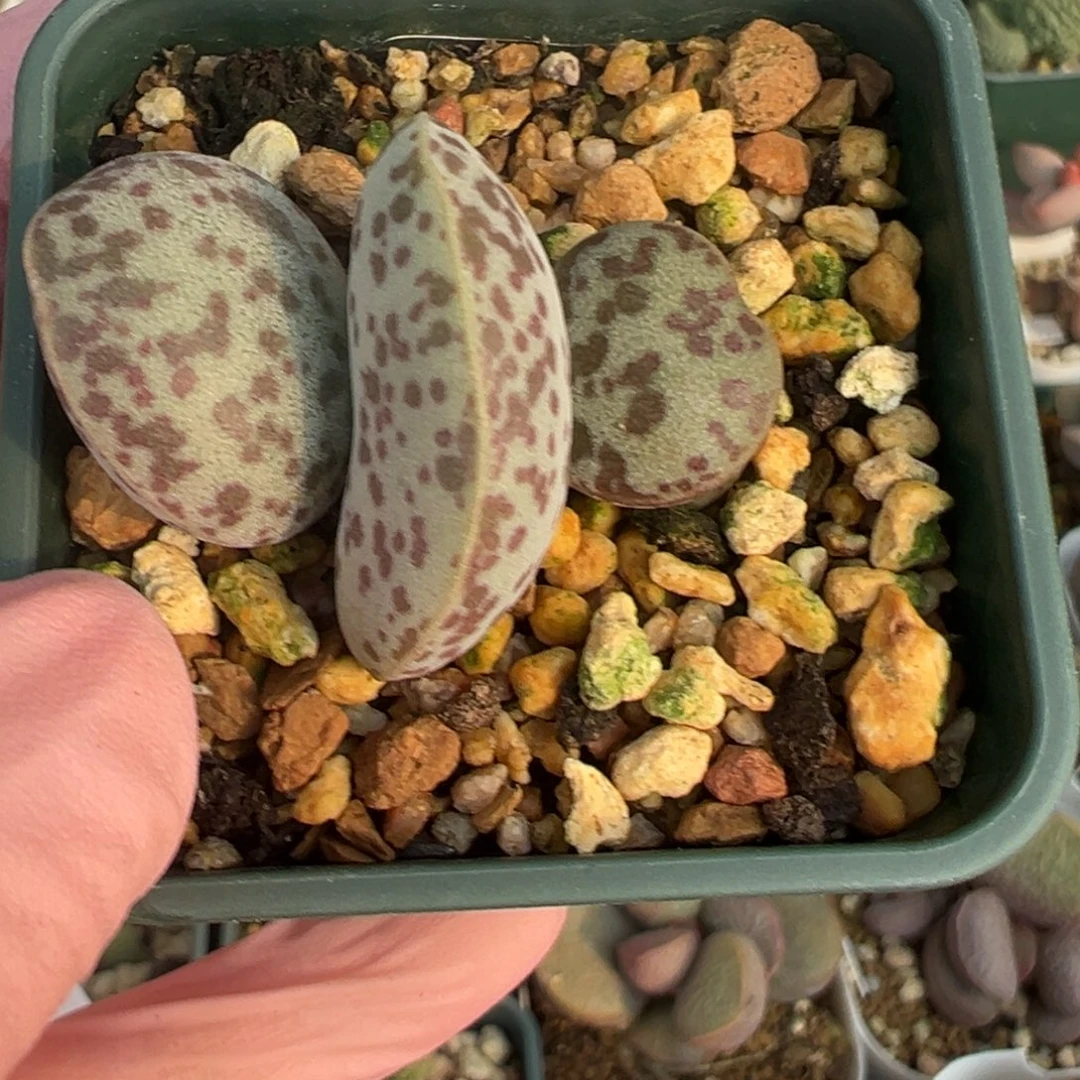 800花蛋一颗胖嘟嘟一颗