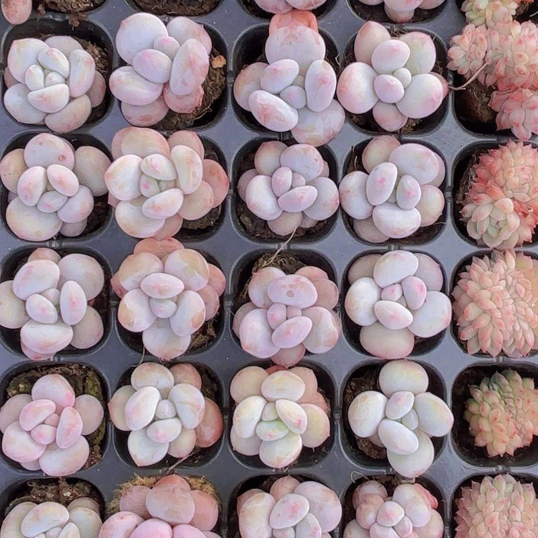 雪宝宝奶酪一颗量拍