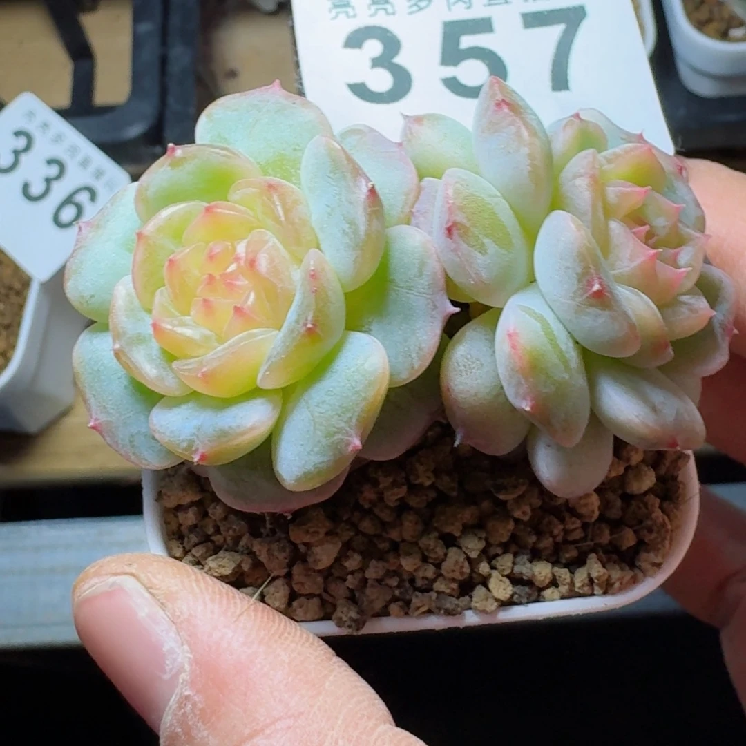 金盏      愿你一路坦途，乘风破浪展宏图