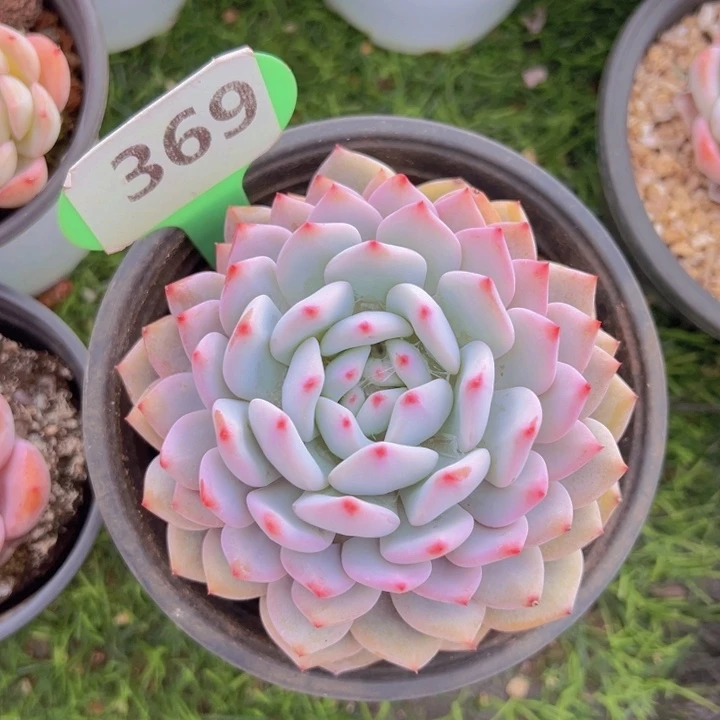 健健康康平平安安