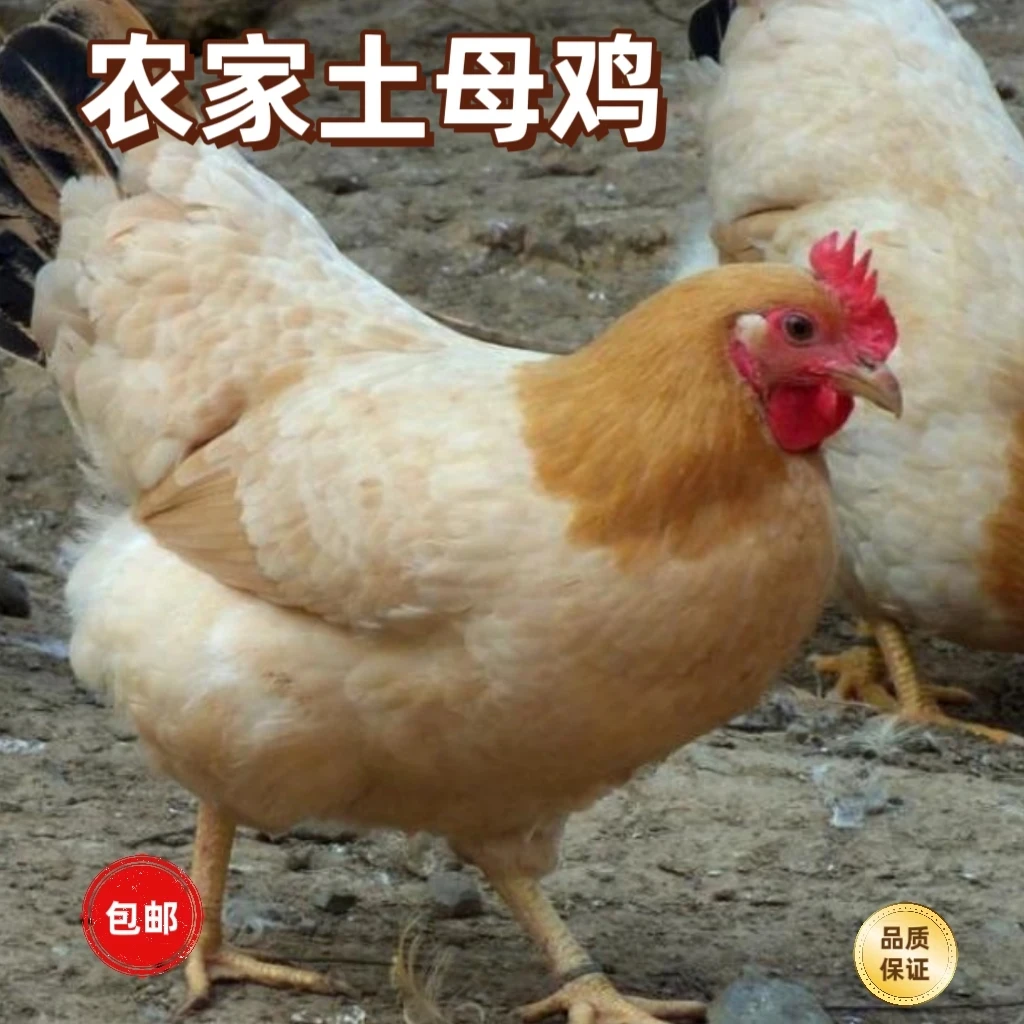 【一只】广东农家散养土鸡老母鸡正宗溜达鸡煲汤老鸡新鲜现杀整只鸡
