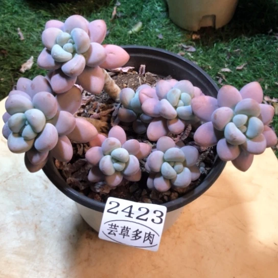 香水洛神，2423，一物一拍