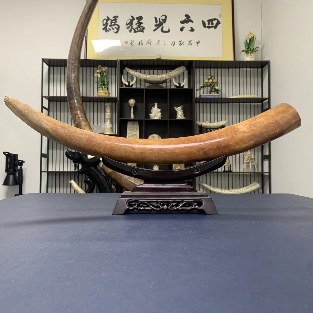 【四六儿】猛犸象牙原牙摆件天然无修复乳牙原生态一等冰料送礼