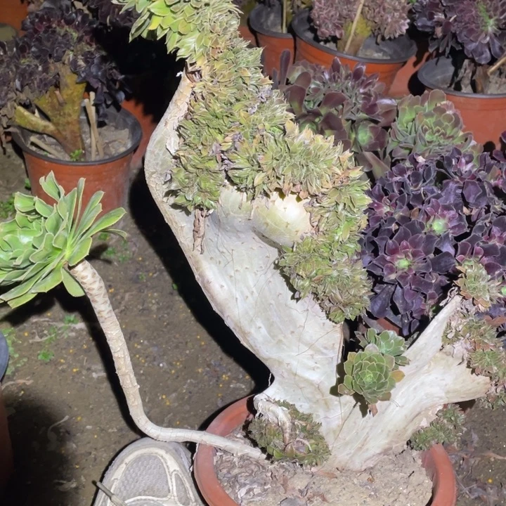 074号原始绿缀法师多肉