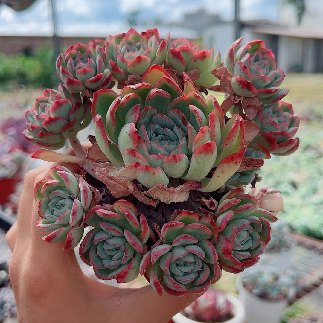 草莓冰手捧造型精品