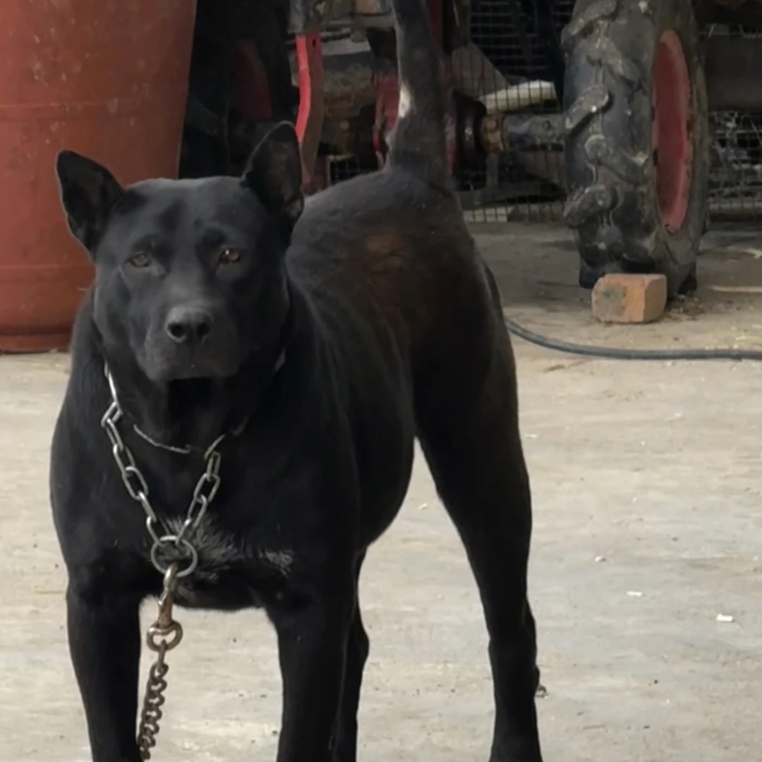 贵州纯土猎活体狗狗宠物幼犬纯种