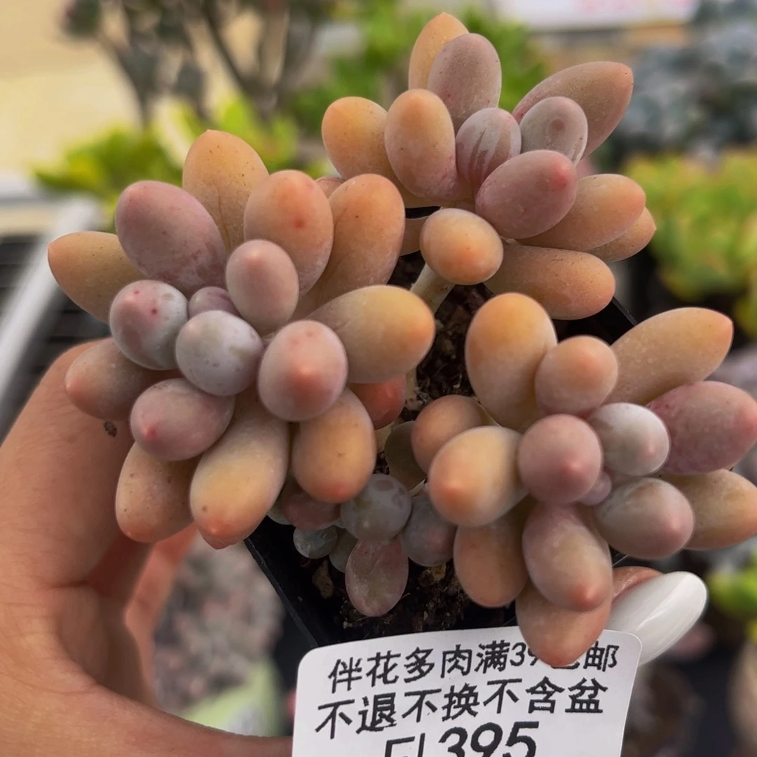 395-黄金香水手指奶酪5cm