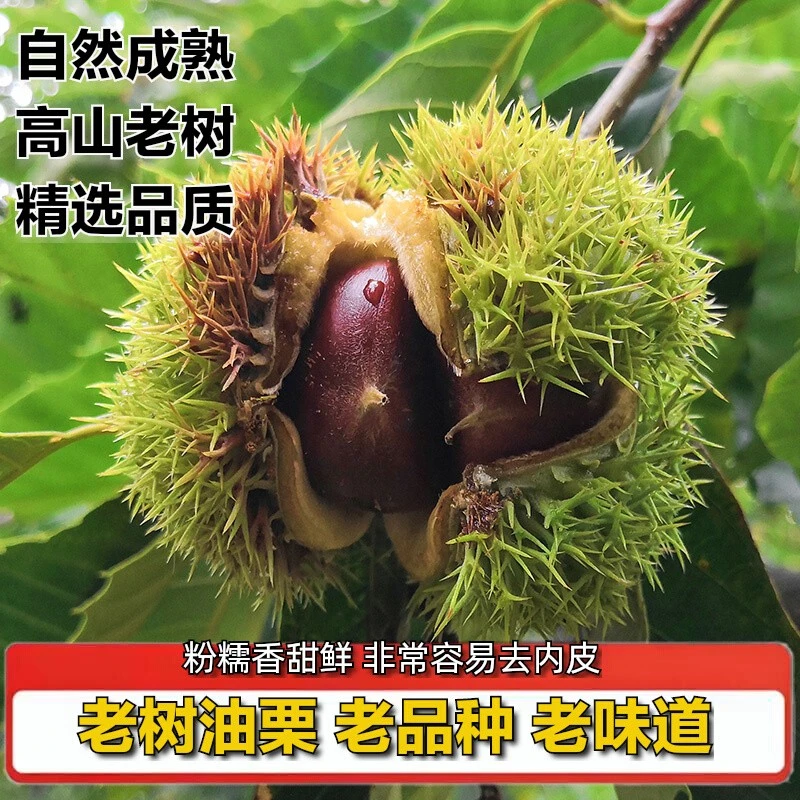板栗生新鲜山栗子老树毛栗子正宗油栗蒙山生板栗25年新货老树油栗