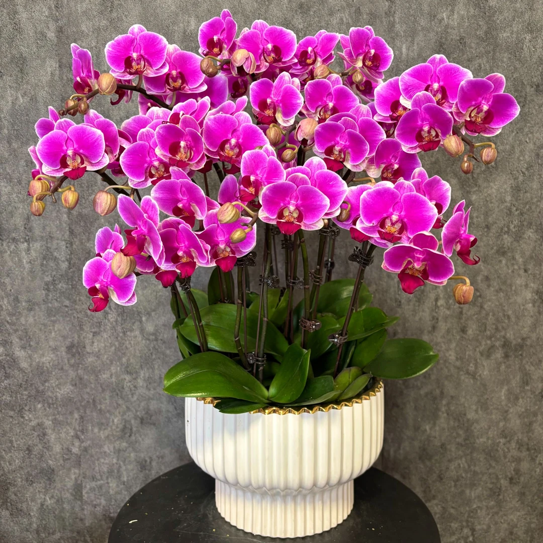 【红苹果】蝴蝶兰鲜花绿植好养花期长 送礼装饰 室内观赏花