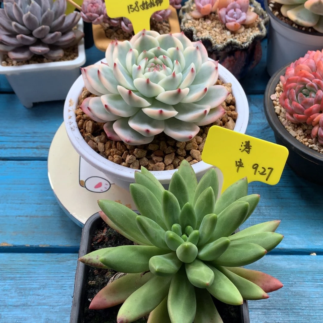 涛***我们家的小宝贝们