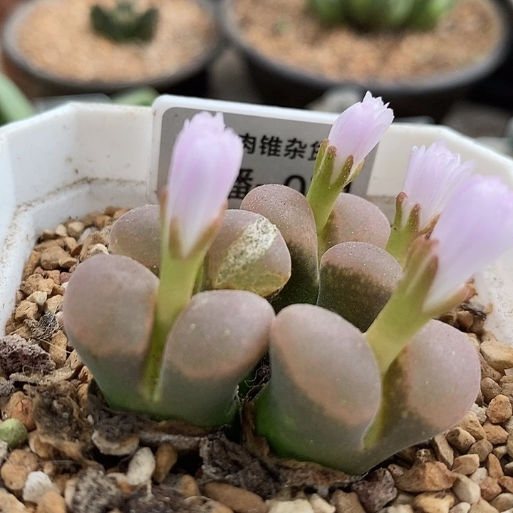 AP种源肯哈德5头群