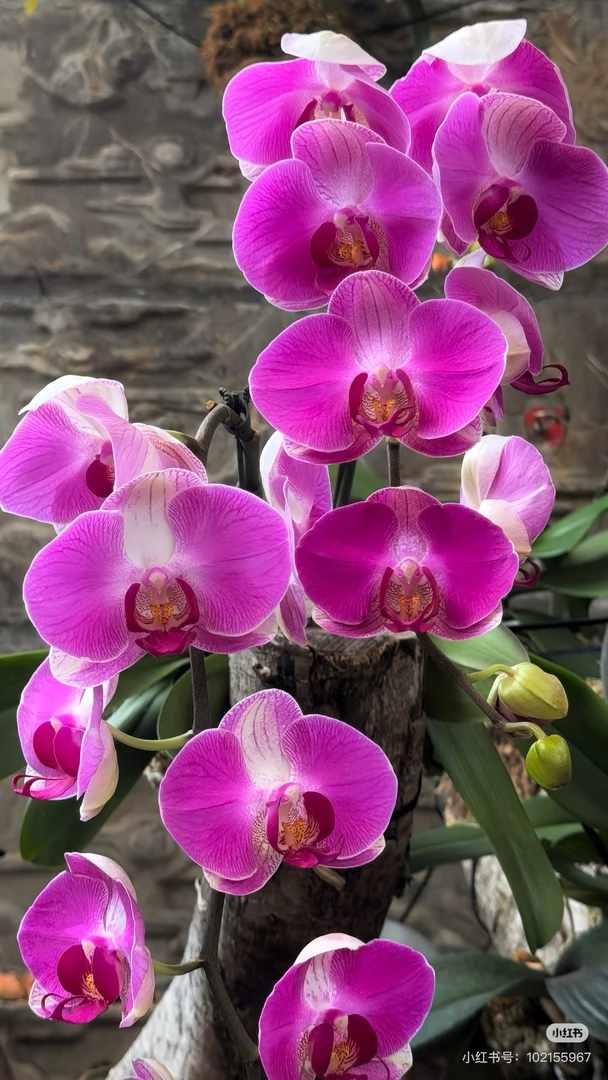 蝴蝶兰瑕疵【距宝情人】3.0寸杯带花剑，没有开花