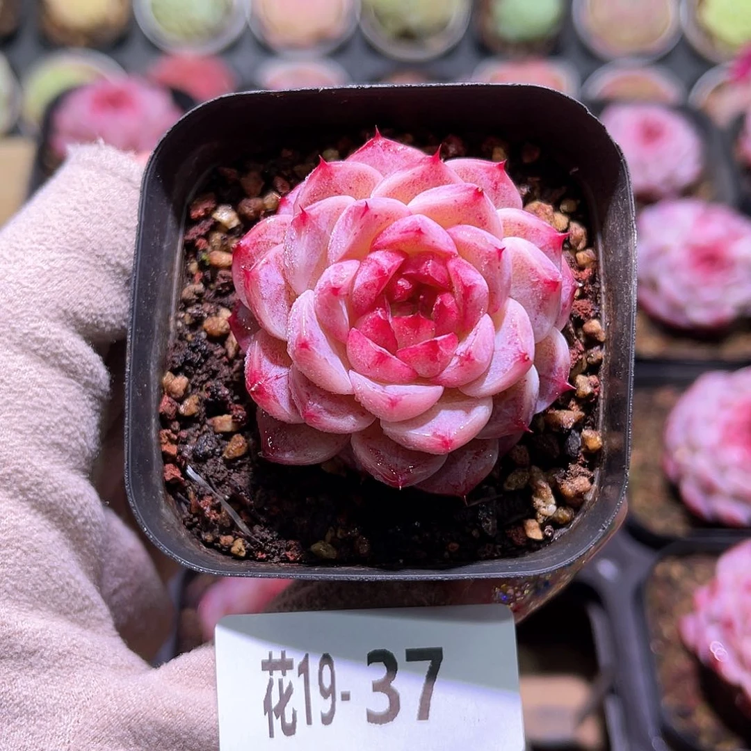 花利美19-37天鹅绒