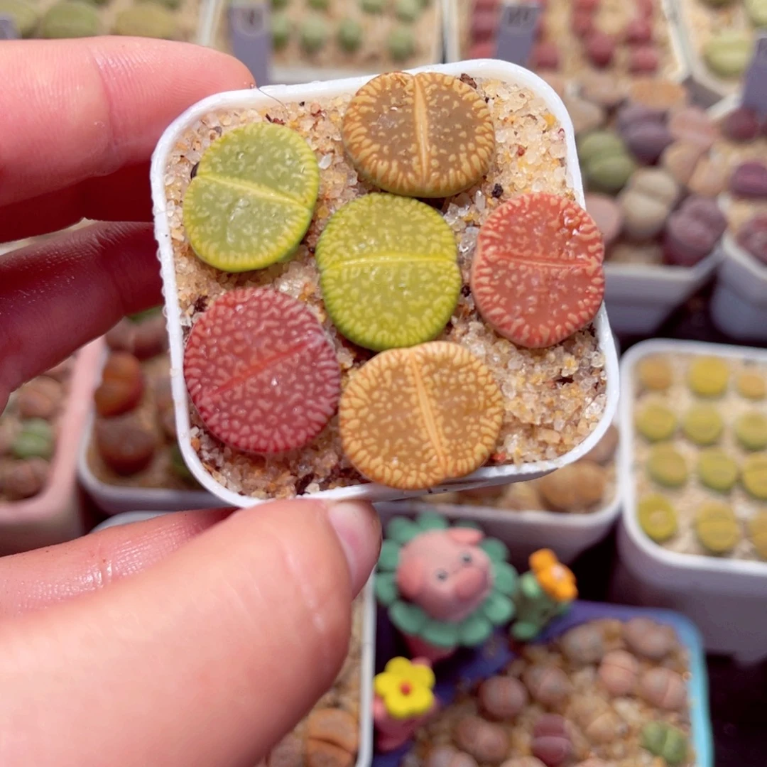 178号带盆包邮发货