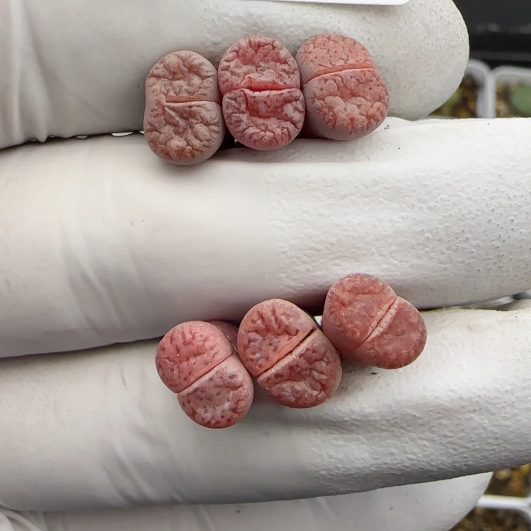 1341。阿克塞尔玫瑰。。。。。